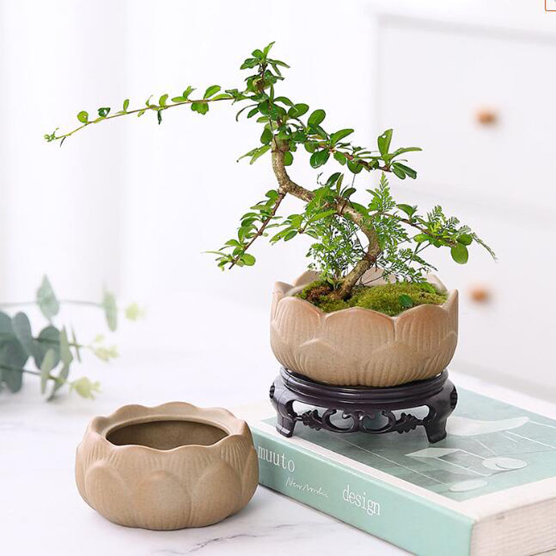 Bonsai Garden Art - Kaba çömlek Lotus yeşil saksı nefes