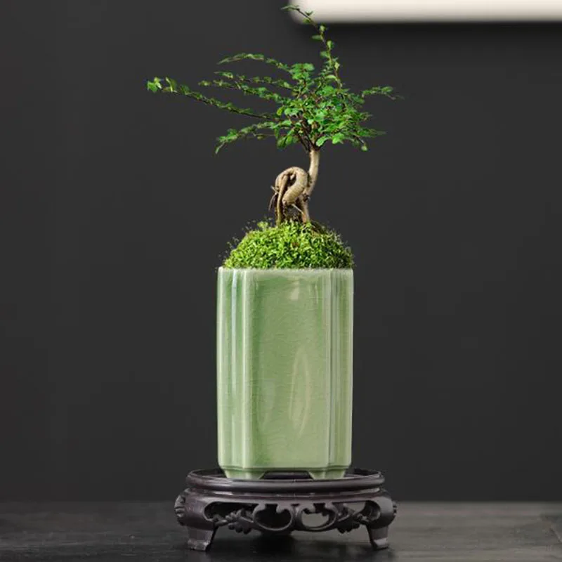 Bonsai Garden Art - Porselen Kare Seladon Sırlı Orkide Saksısı