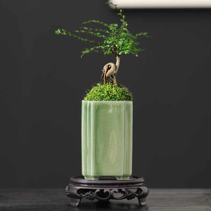 Porselen Kare Seladonlar Sırlı - Bonsai Garden Art incelemesi ve fiyatı
