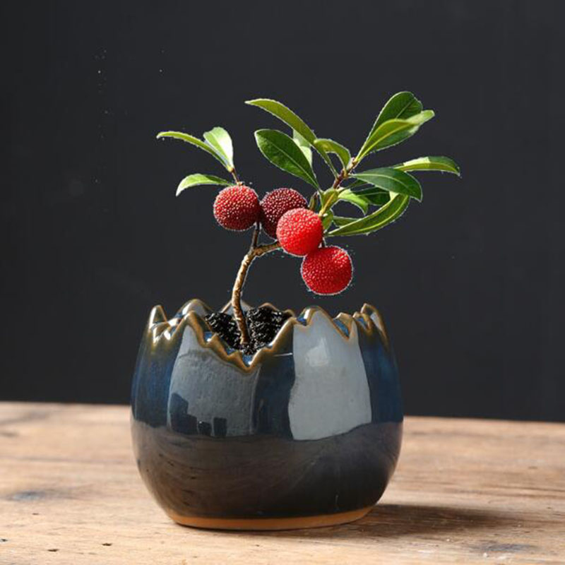 Fırınlanmış Sırlı Yumurta Kabu - Bonsai Garden Art incelemesi ve fiyatı